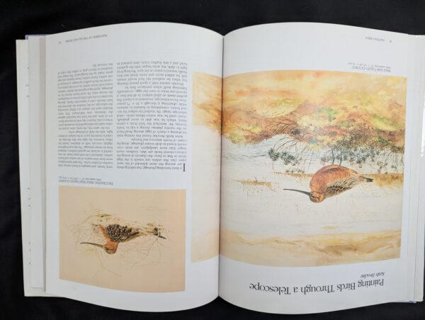 Painting Birds Susan Rayfield Dust Jacket Hardcover 1988