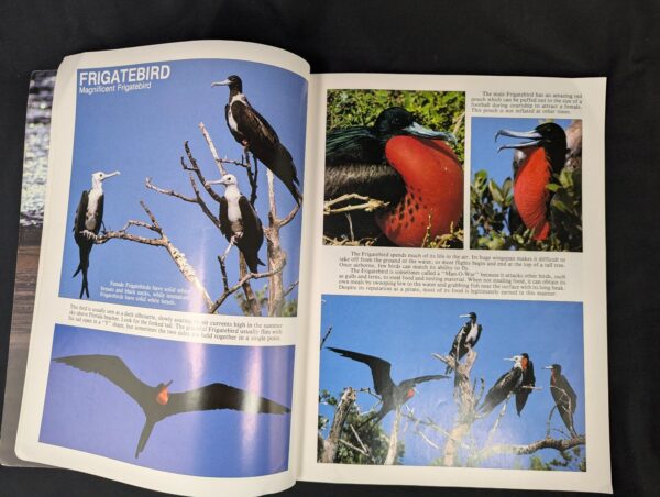 10-1417.jpg Florida's Fabulous Waterbirds: Their Stories by Winston Williams 1983