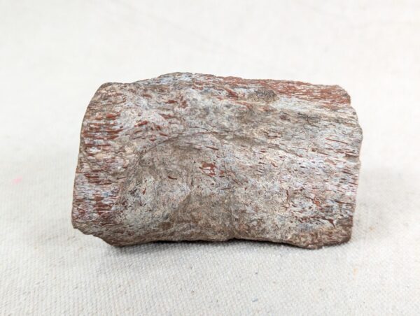 Polished End Piece Of Petrified Wood 80mm 285g Light Red Brown