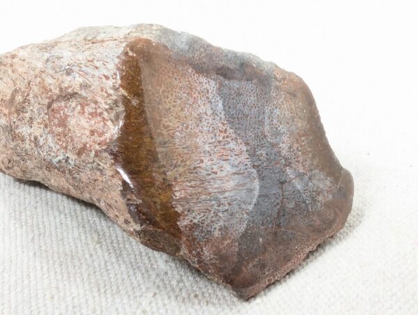 Polished End Piece Of Petrified Wood 80mm 285g Light Red Brown
