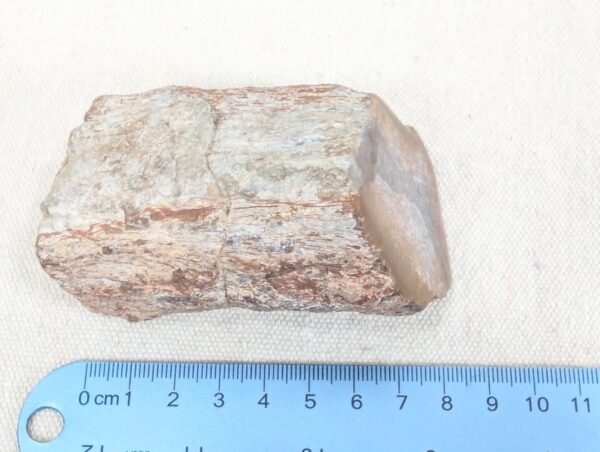 Polished End Piece Of Petrified Wood 80mm 285g Light Red Brown