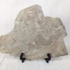 10-3680.jpg Fossiliferous Shale Slab with Multiple Trilobite Cephalon Impressions 12x10 Inch