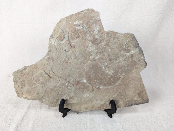 10-3680.jpg Fossiliferous Shale Slab with Multiple Trilobite Cephalon Impressions 12x10 Inch