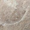 10-3681.jpg Fossiliferous Shale Slab with Multiple Trilobite Cephalon Impressions 12x10 Inch
