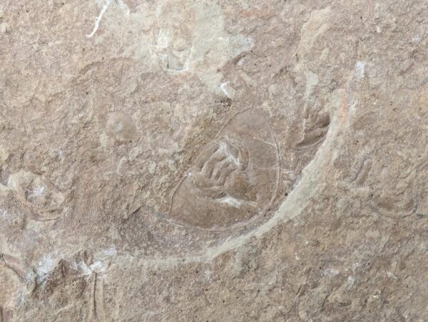 10-3681.jpg Fossiliferous Shale Slab with Multiple Trilobite Cephalon Impressions 12x10 Inch