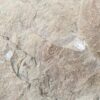 10-3682.jpg Fossiliferous Shale Slab with Multiple Trilobite Cephalon Impressions 12x10 Inch