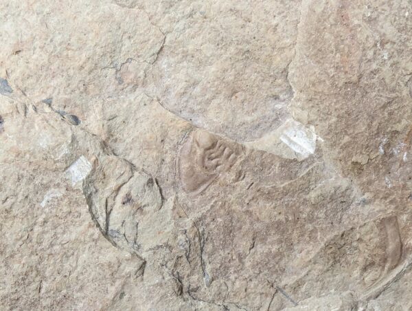 10-3682.jpg Fossiliferous Shale Slab with Multiple Trilobite Cephalon Impressions 12x10 Inch