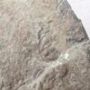 10-3683.jpg Fossiliferous Shale Slab with Multiple Trilobite Cephalon Impressions 12x10 Inch