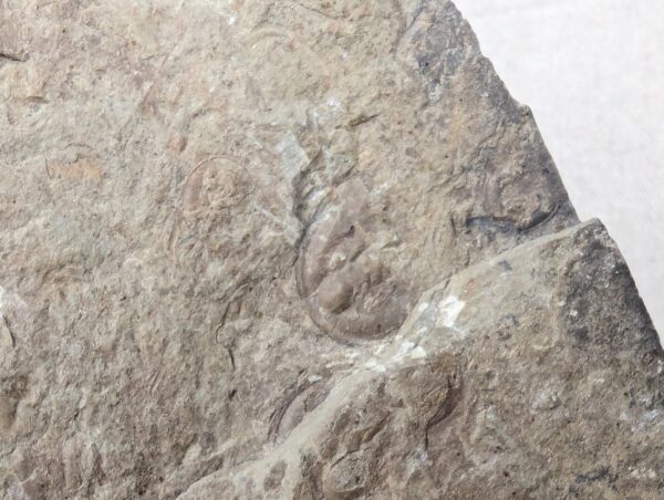 10-3683.jpg Fossiliferous Shale Slab with Multiple Trilobite Cephalon Impressions 12x10 Inch