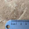 10-3684.jpg Fossiliferous Shale Slab with Multiple Trilobite Cephalon Impressions 12x10 Inch