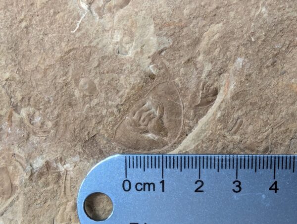 10-3684.jpg Fossiliferous Shale Slab with Multiple Trilobite Cephalon Impressions 12x10 Inch