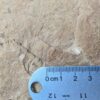 10-3685.jpg Fossiliferous Shale Slab with Multiple Trilobite Cephalon Impressions 12x10 Inch