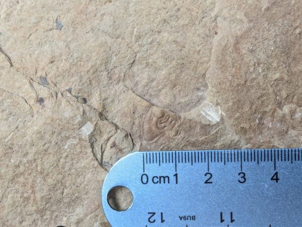 10-3685.jpg Fossiliferous Shale Slab with Multiple Trilobite Cephalon Impressions 12x10 Inch
