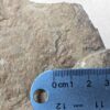10-3686.jpg Fossiliferous Shale Slab with Multiple Trilobite Cephalon Impressions 12x10 Inch
