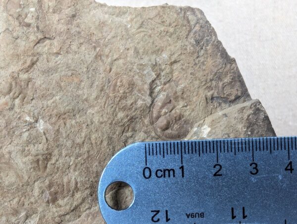 10-3686.jpg Fossiliferous Shale Slab with Multiple Trilobite Cephalon Impressions 12x10 Inch