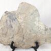 10-3687.jpg Fossiliferous Shale Slab with Multiple Trilobite Cephalon Impressions 12x10 Inch