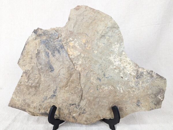 10-3687.jpg Fossiliferous Shale Slab with Multiple Trilobite Cephalon Impressions 12x10 Inch