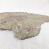 10-3688.jpg Fossiliferous Shale Slab with Multiple Trilobite Cephalon Impressions 12x10 Inch
