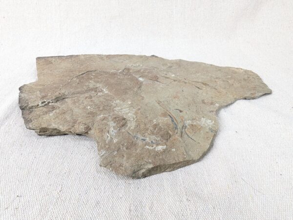 10-3688.jpg Fossiliferous Shale Slab with Multiple Trilobite Cephalon Impressions 12x10 Inch