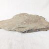 10-3689.jpg Fossiliferous Shale Slab with Multiple Trilobite Cephalon Impressions 12x10 Inch