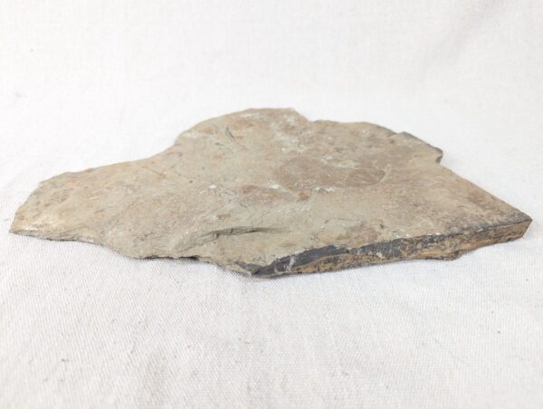 10-3689.jpg Fossiliferous Shale Slab with Multiple Trilobite Cephalon Impressions 12x10 Inch
