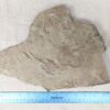 10-3690.jpg Fossiliferous Shale Slab with Multiple Trilobite Cephalon Impressions 12x10 Inch