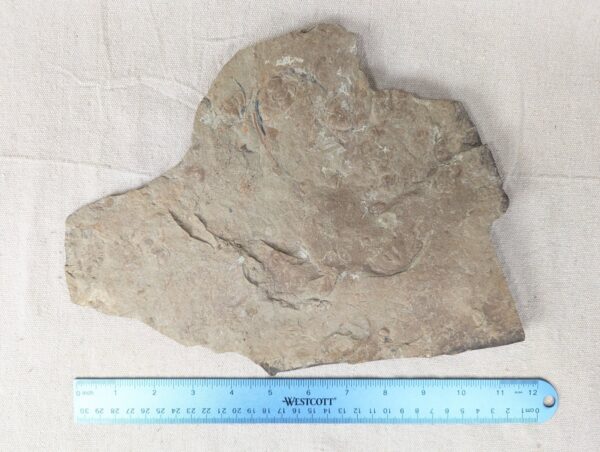10-3690.jpg Fossiliferous Shale Slab with Multiple Trilobite Cephalon Impressions 12x10 Inch