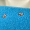 Montana Silversmiths Drop Earrings Western Spur Design Two-Tone Silver Gold Tone