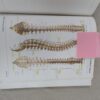 Atlas of Human Anatomy