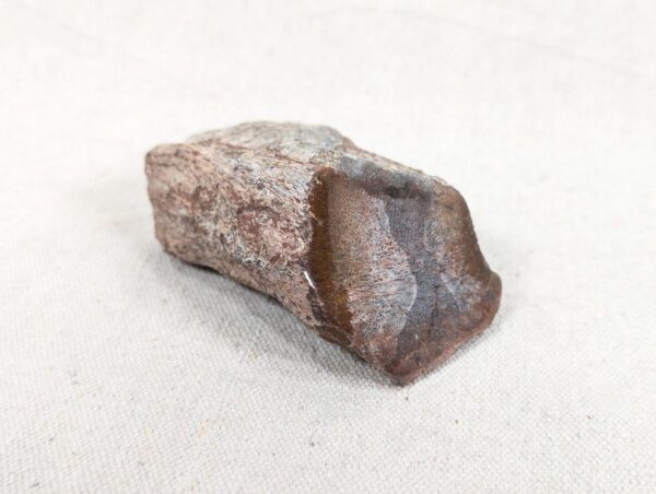 Polished End Piece Of Petrified Wood 80mm 285g Light Red Brown