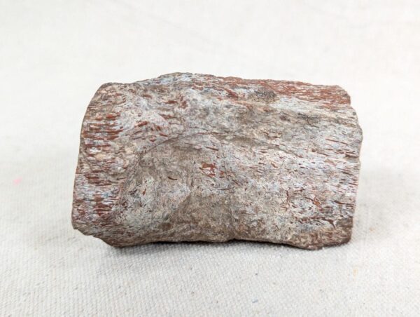 Polished End Piece Of Petrified Wood 80mm 285g Light Red Brown