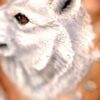 1996 Hamilton Collection Protection of the Arctic Wolf Sculpture Steve Kehrli