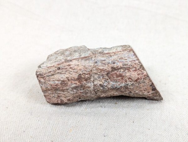 Polished End Piece Of Petrified Wood 80mm 285g Light Red Brown