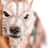 1996 Hamilton Collection Protection of the Arctic Wolf Sculpture Steve Kehrli
